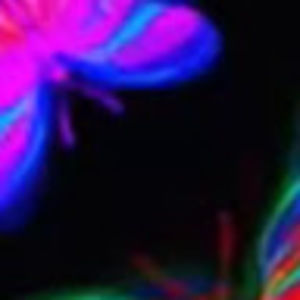 Meet your Posher, Arran